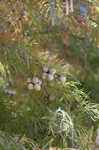 Pond Cypress